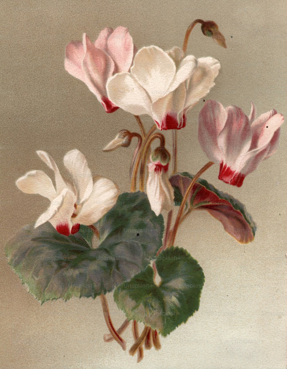 um 1800: Blumen der Familie der Alpenveilchengewächse.  (Foto von Hulton Archive / Getty Images)