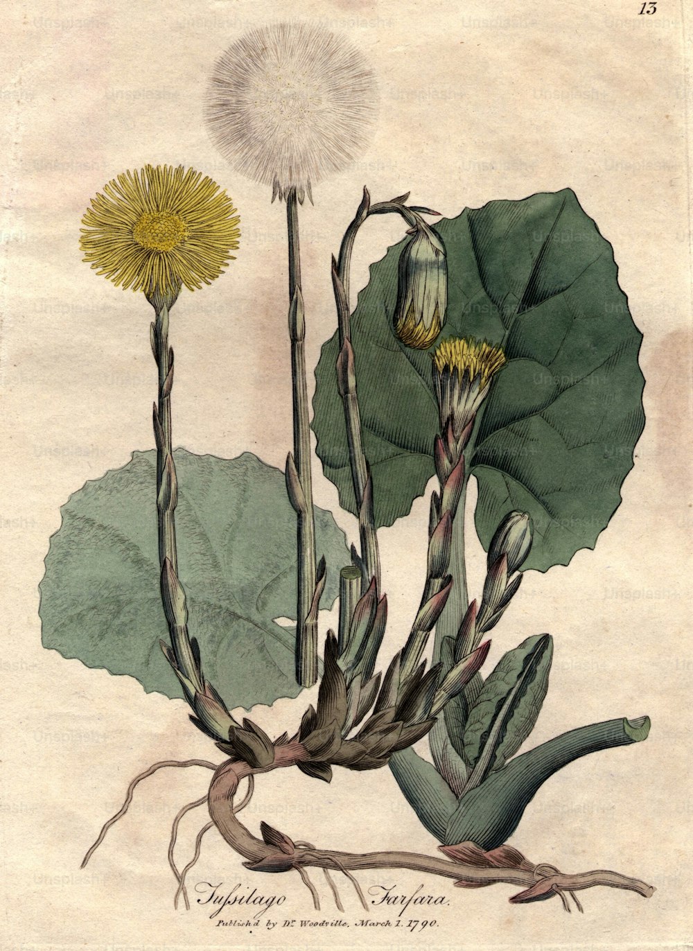 1st March 1790:  Tufsilago farfara, or coltsfoot.  Original Publication: From Woodville's Medical Botany, illustrated by James Sowerby - pub 1790 -1795  (Photo by Hulton Archive/Getty Images)