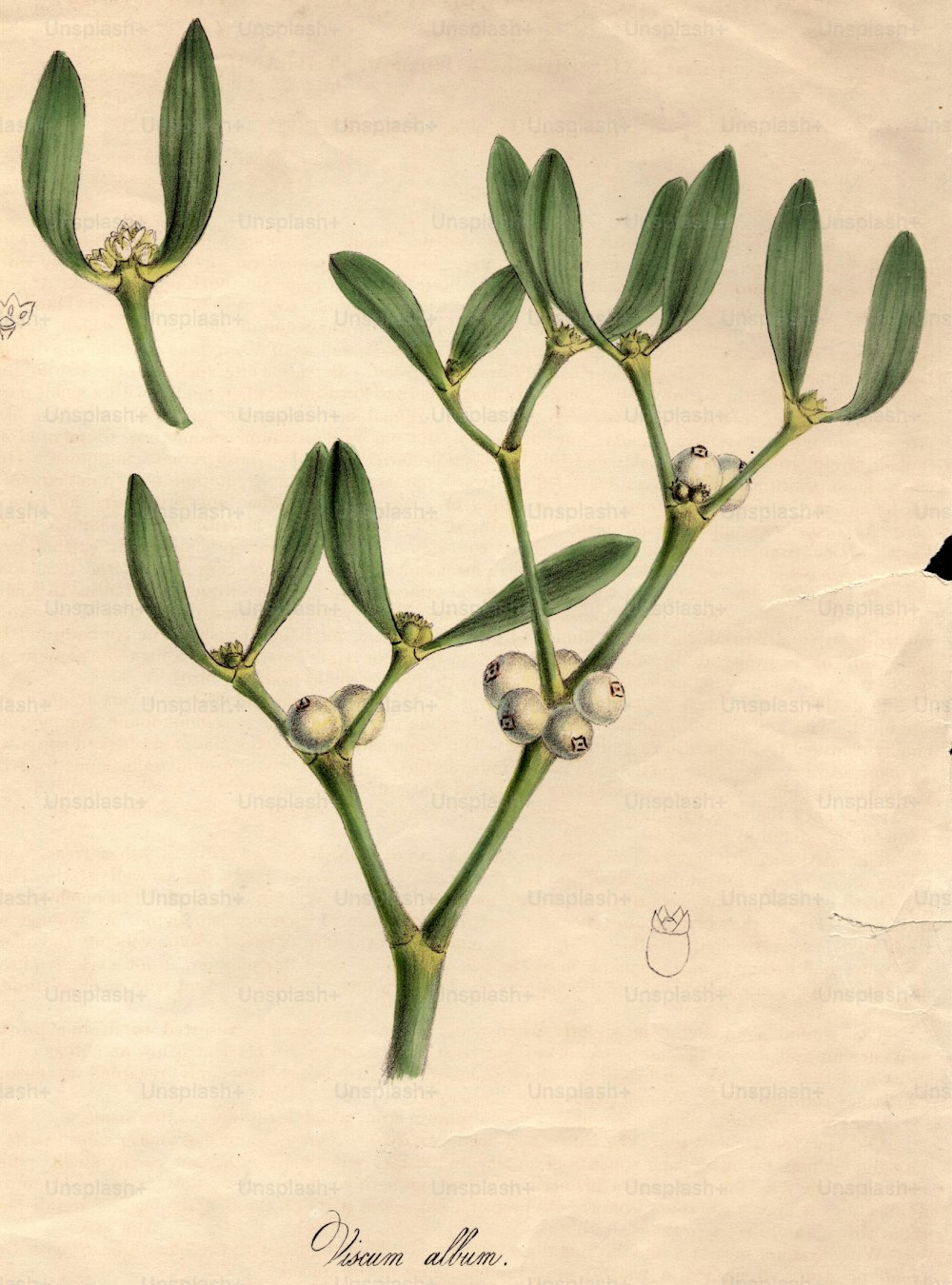 circa 1800:  Viscum album, or mistletoe, with white berries.  (Photo by Hulton Archive/Getty Images)