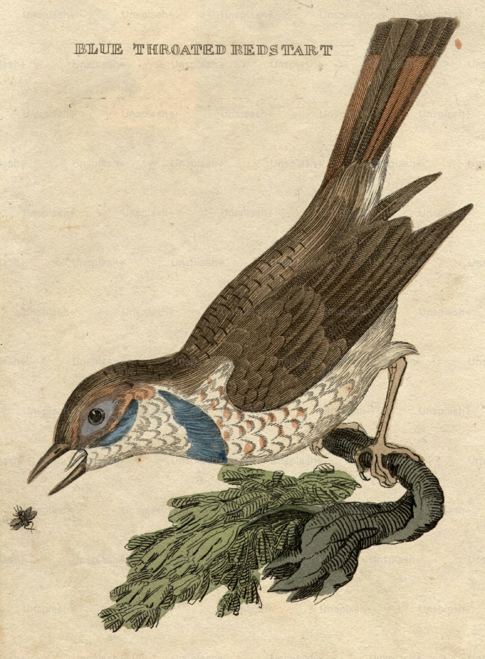 Hacia 1800: El colirrojo tizón de barba azul atrapa una mosca.  (Foto de Hulton Archive/Getty Images)
