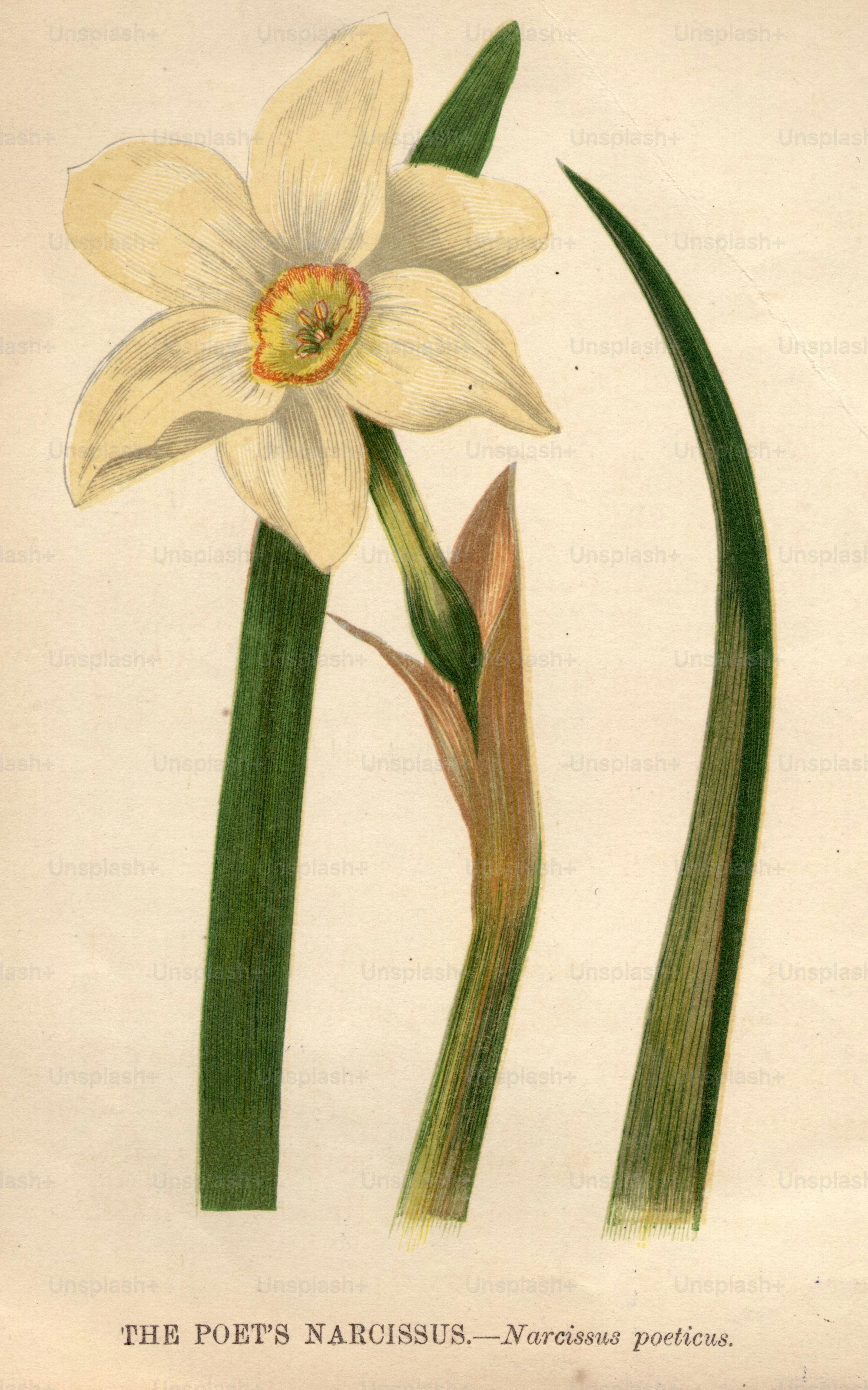 Hacia 1800: El narciso del poeta, o narcissus poeticus.  (Foto de Hulton Archive/Getty Images)