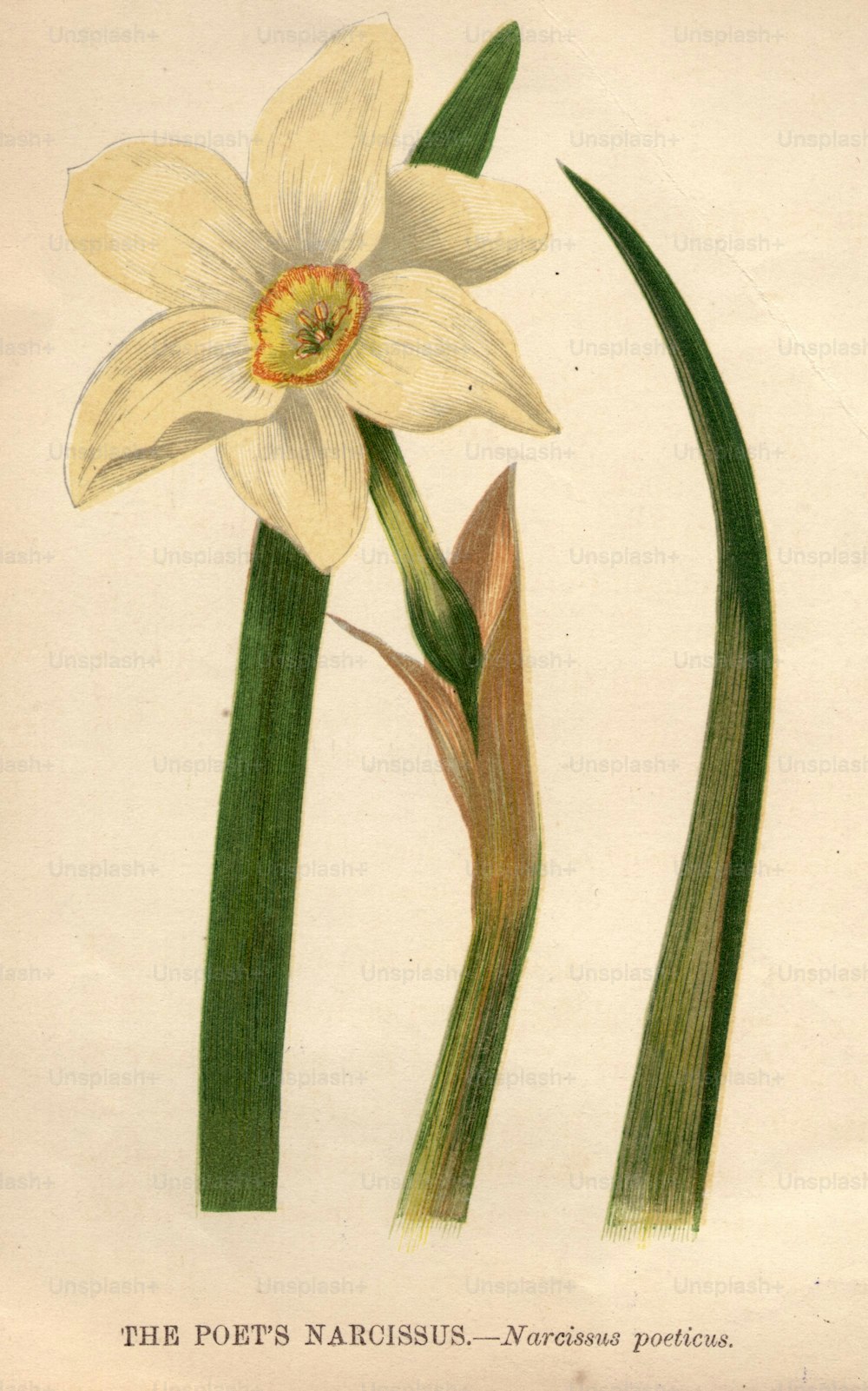 circa 1800:  The poet's narcissus, or narcissus poeticus.  (Photo by Hulton Archive/Getty Images)
