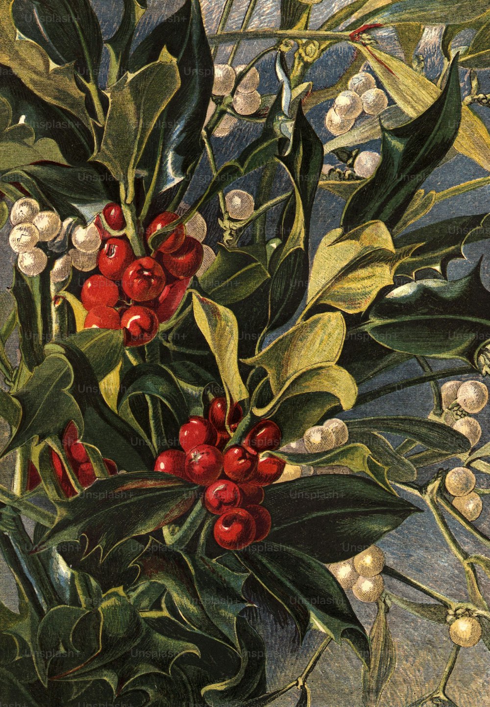 circa 1890:  Holly berries and mistletoe.  Leighton Brothers  (Photo by Hulton Archive/Getty Images)