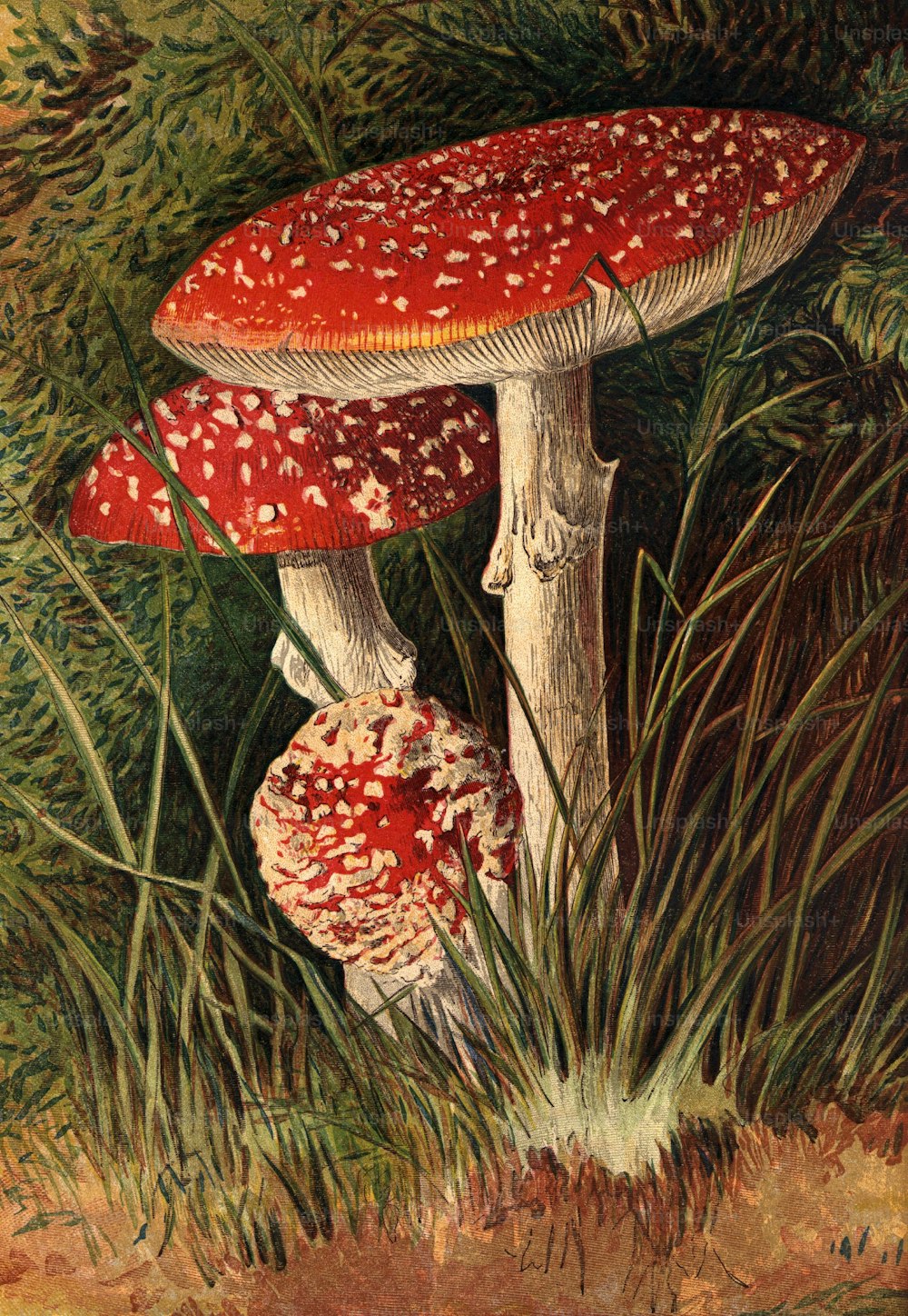 circa 1890:  The poisonous fungus agaricus muscaricus.  Leighton Brothers  (Photo by Hulton Archive/Getty Images)