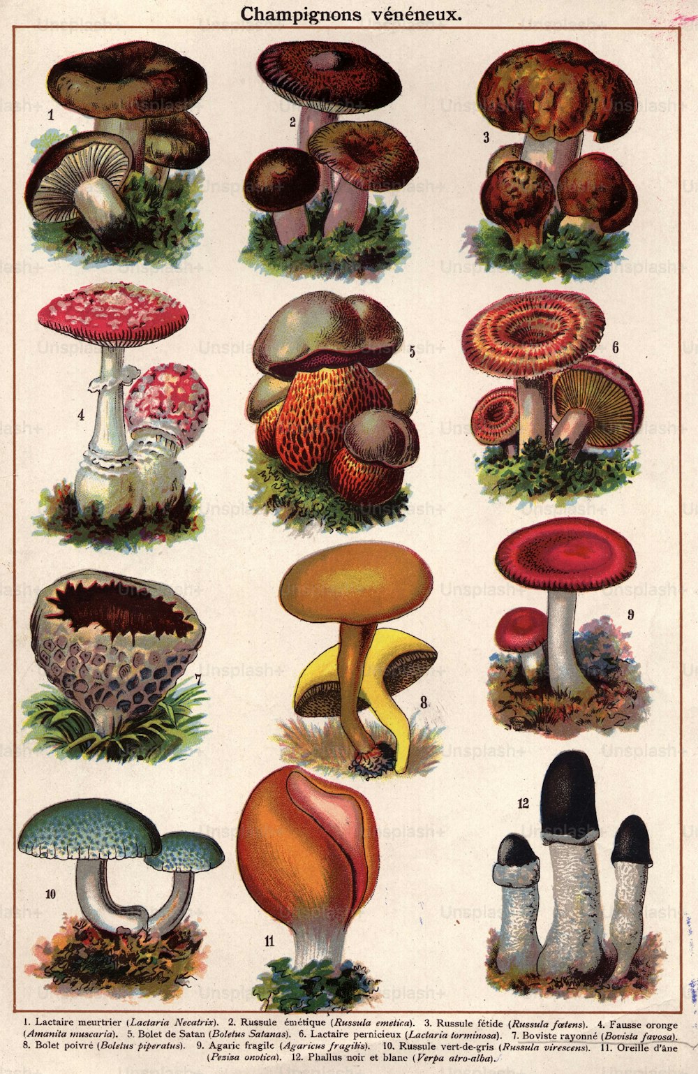 circa 1800:  Different species of poisonous fungi. 1 - lactaria necatrix 2 - russula emetica 3 - russula foetens 4 - amanita muscaria 5 - boletus satanus 6 - lactaria torminosa 7 - bovista favosa 8 - boletus piperatus 9 - agaricus fragihis 10 - russula virescens 11 - peziz onatica 12 - verpa atro-alba  (Photo by Hulton Archive/Getty Images)