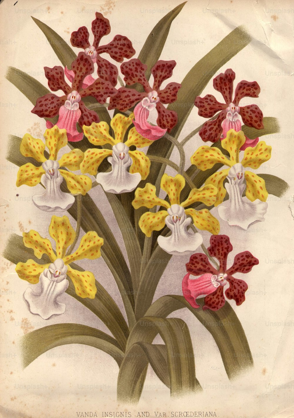 circa 1800:  Two orchids, vanda insignis and var scroederiana.  (Photo by Edward Gooch Collection/Getty Images)