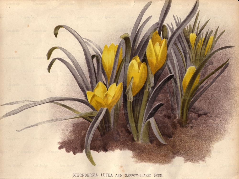 1800년경: 좁은 잎 형태의 노란색 크로커스 또는 스턴베르기아 루테아.  (사진: 에드워드 구치 컬렉션/게티 이미지)