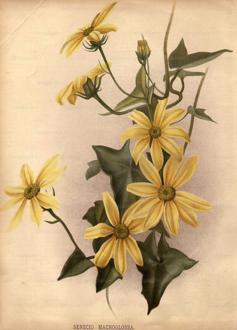 circa 1800: As flores amarelas de senecio macroglossa.  (Foto: Edward Gooch/Edward Gooch/Getty Images)