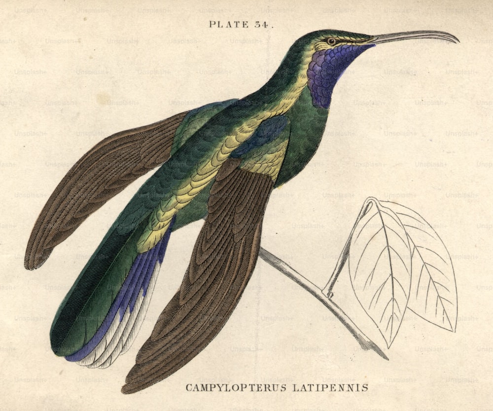 1800 circa: Il Campylopterus Latipennis.  (Foto di Hulton Archive/Getty Images)