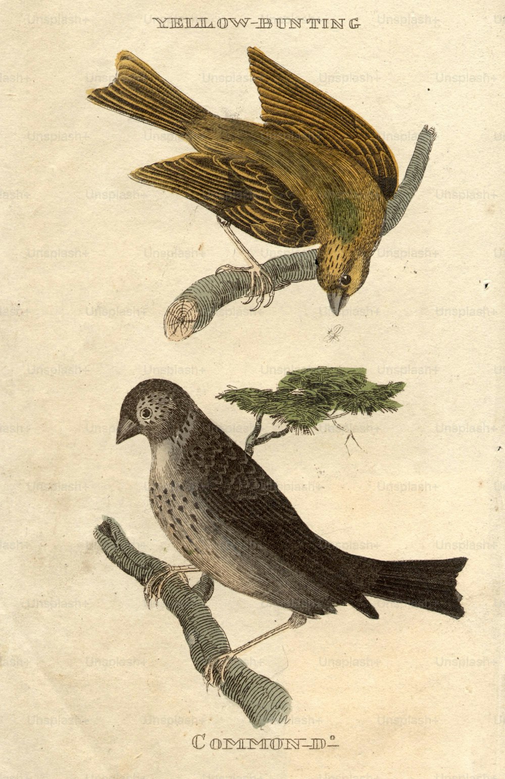 circa 1800:  A Yellow Bunting, top, and Common Bunting, bottom.  (Photo by Hulton Archive/Getty Images)