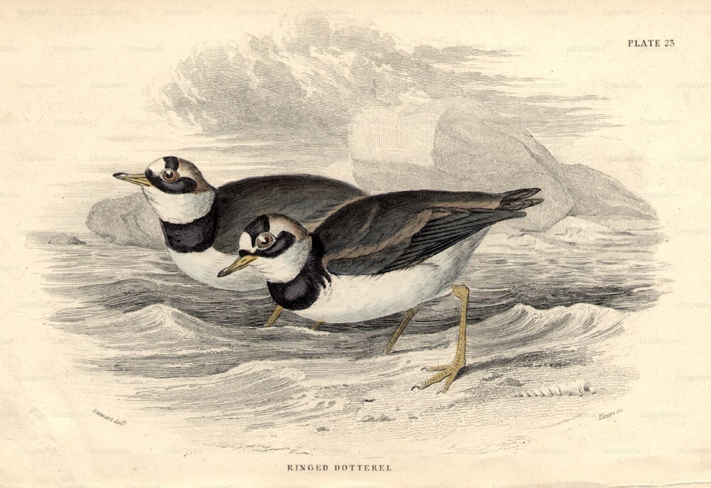 circa 1800:  A pair of Ringed Dotterels, a kind of plover.  (Photo by Hulton Archive/Getty Images)