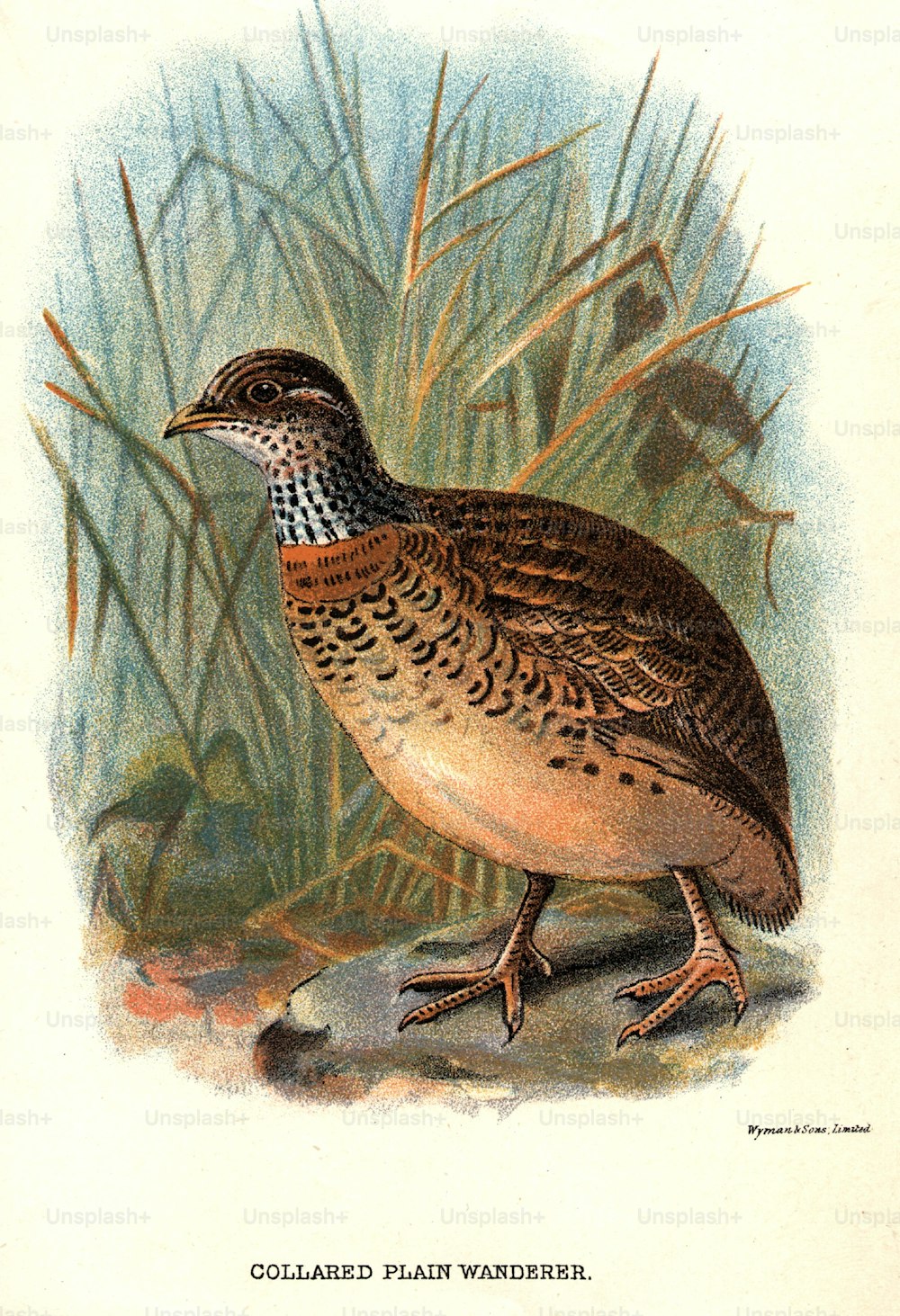 circa 1800:  The Collared Plain Wanderer, a type of quail.  (Photo by Hulton Archive/Getty Images)