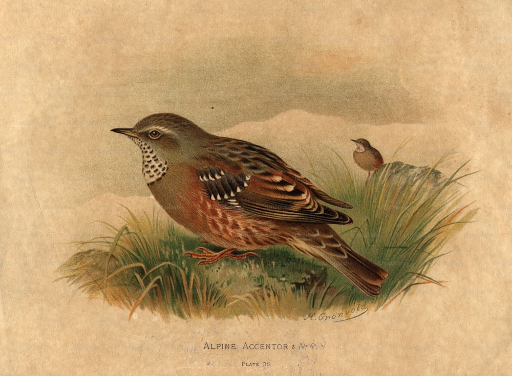 circa 1820:  An Alpine Accentor, a bird of the hedge-sparrow family.  (Photo by Hulton Archive/Getty Images)