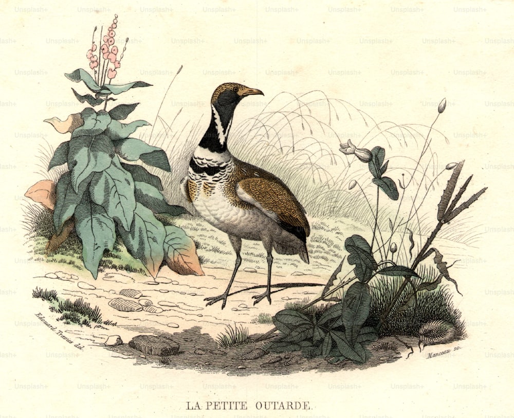 Hacia 1800: El sisón, un ave de la familia de las grullas.  (Foto de Hulton Archive/Getty Images)
