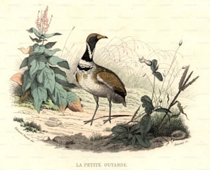 vers 1800 : L’Outarde canepetière, un oiseau de la famille des grues.  (Photo de Hulton Archive/Getty Images)