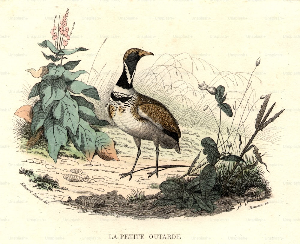 circa 1800:  The Little Bustard, a bird of the crane family.  (Photo by Hulton Archive/Getty Images)