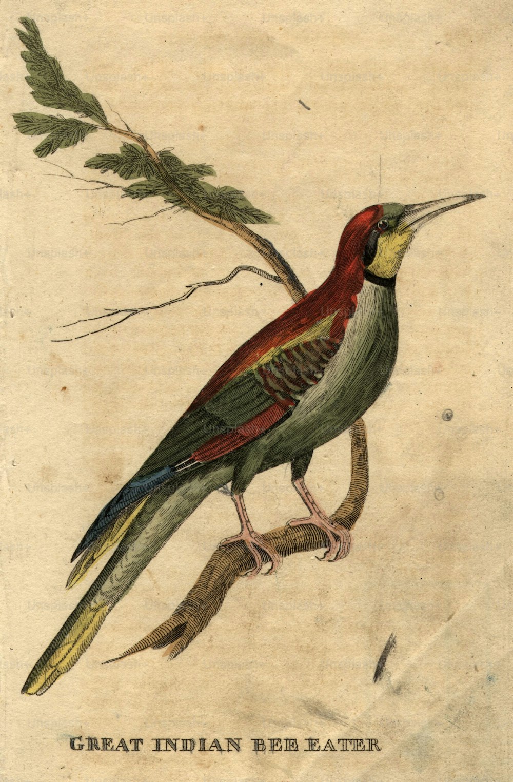 circa 1800:  The Great Indian Bee Eater.  (Photo by Hulton Archive/Getty Images)