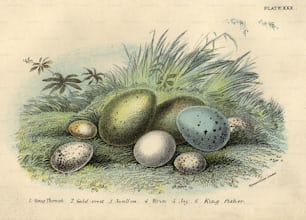 por volta de 1830: Os ovos do sabiá-do-canto, crista-de-ouro, andorinha, Wren, Jay e Kingfisher.  (Foto: Hulton Archive/Getty Images)