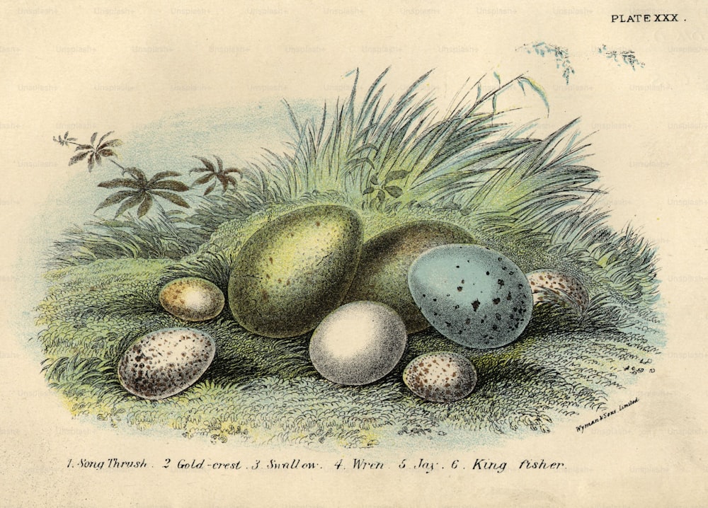 vers 1830 : Les œufs de la grive musicienne, de la crête dorée, de l’hirondelle, du troglodyte, du geai et du martin-pêcheur.  (Photo de Hulton Archive/Getty Images)