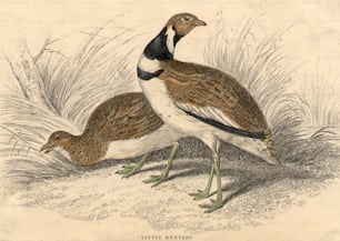um 1800: Ein Paar Zwergtrappen, Vögel, die mit der Familie der Kraniche verwandt sind.  (Foto von Hulton Archive / Getty Images)