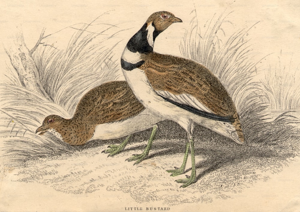 circa 1800:  A pair of Little Bustards, birds related to the crane family.  (Photo by Hulton Archive/Getty Images)