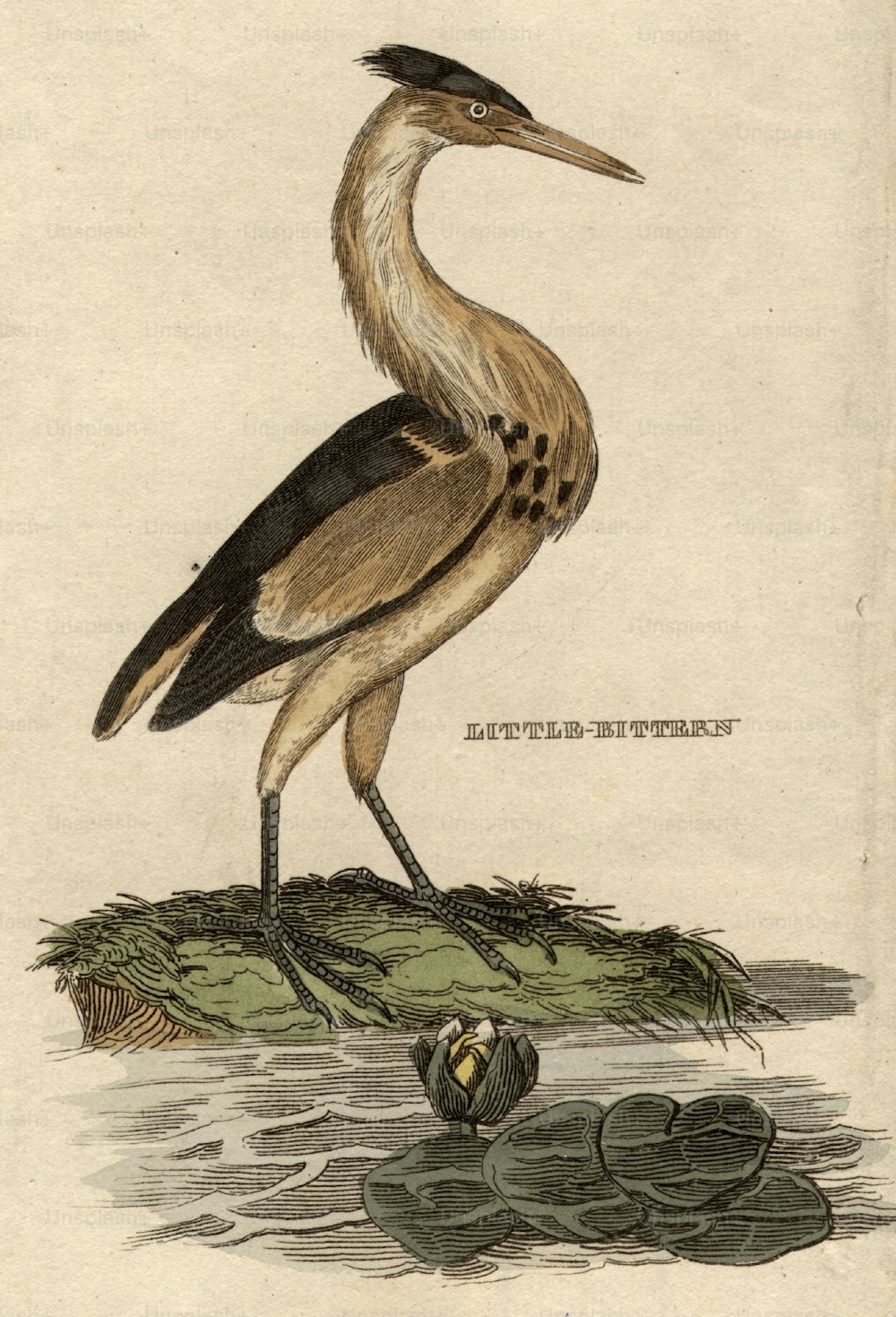 circa 1800:  The Little Bittern, a marsh bird of the heron family.  (Photo by Hulton Archive/Getty Images)