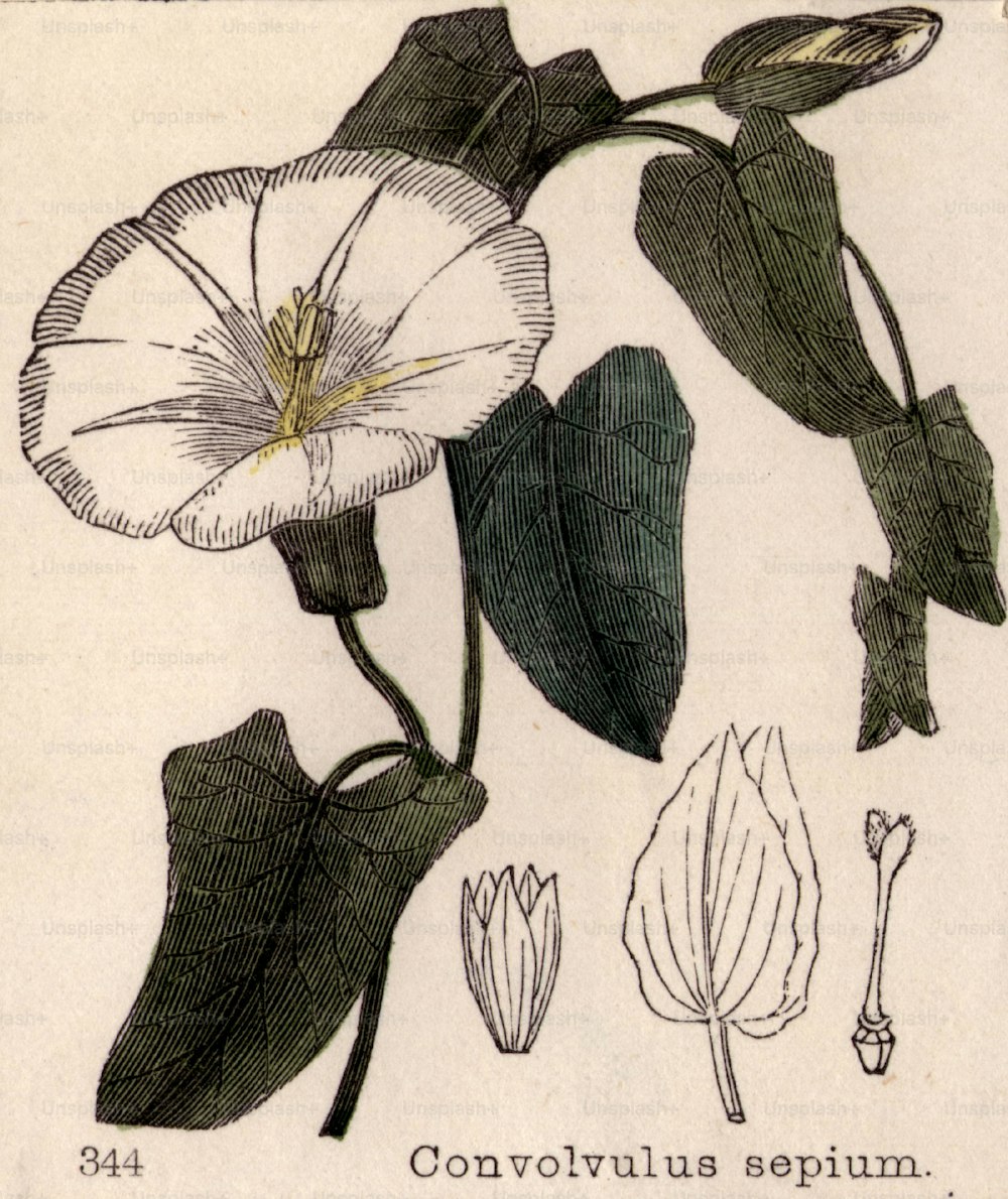 circa 1800:  Convolvus sepium, or bindweed.  (Photo by Hulton Archive/Getty Images)