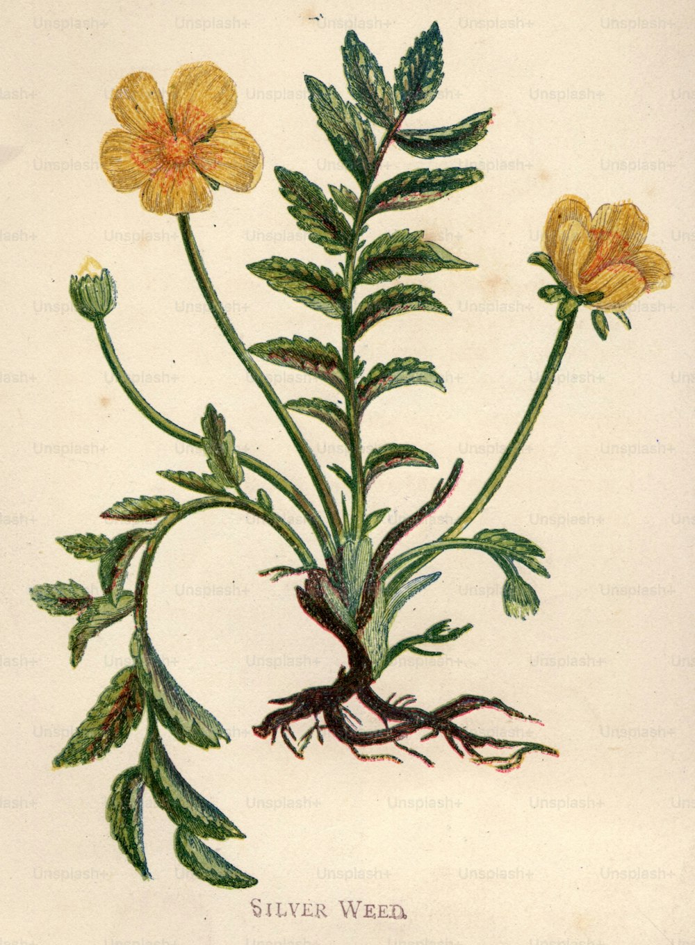 circa 1800:  The yellow flowers of silver weed.  (Photo by Hulton Archive/Getty Images)