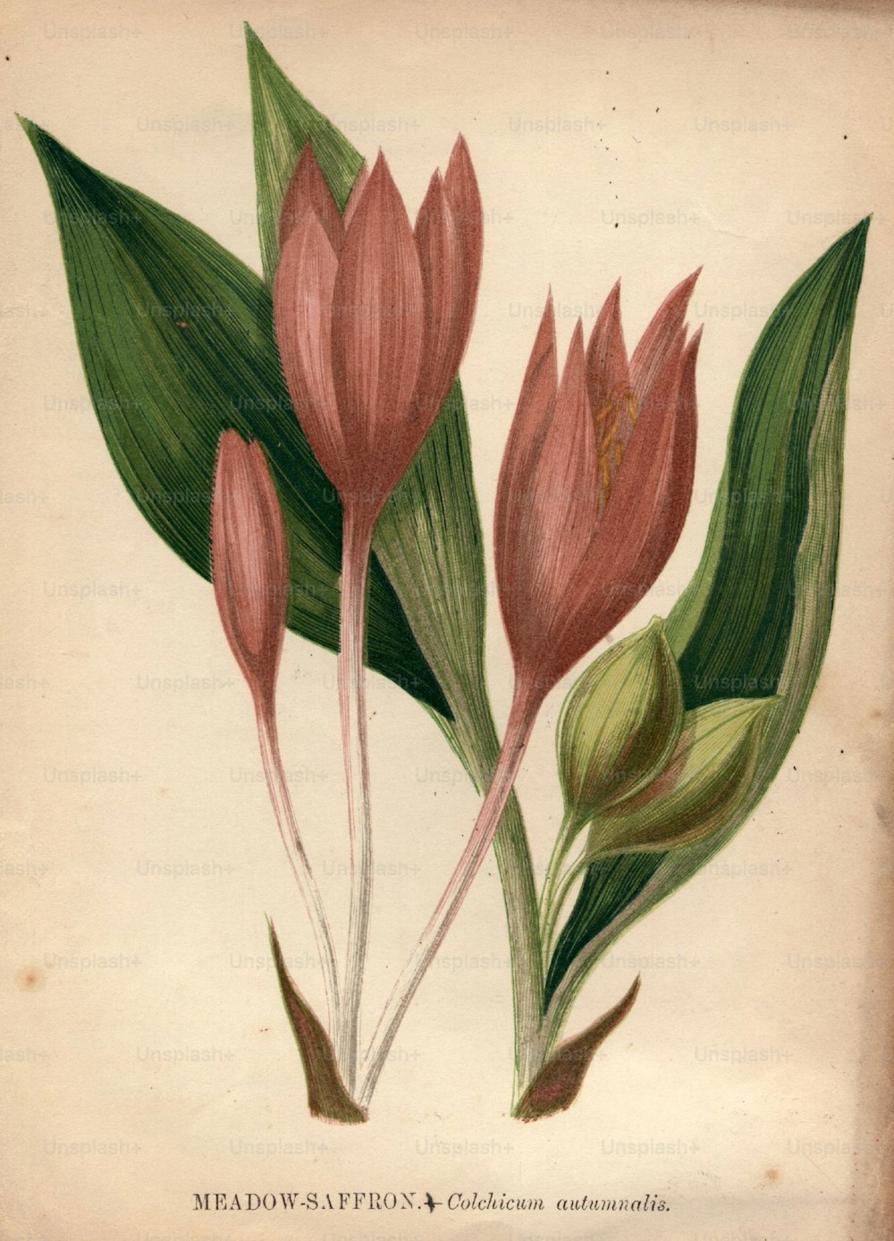 Hacia 1800: El azafrán de pradera, o colchicum autumnalis.  (Foto de Hulton Archive/Getty Images)