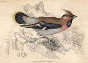 1850 circa: The Waxwing, o Bohemian Chatterer.  (Foto di Hulton Archive/Getty Images)