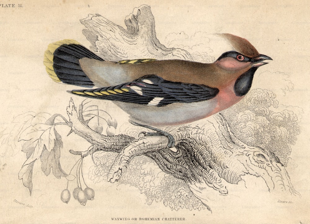 circa 1850:  The Waxwing, or Bohemian Chatterer.  (Photo by Hulton Archive/Getty Images)