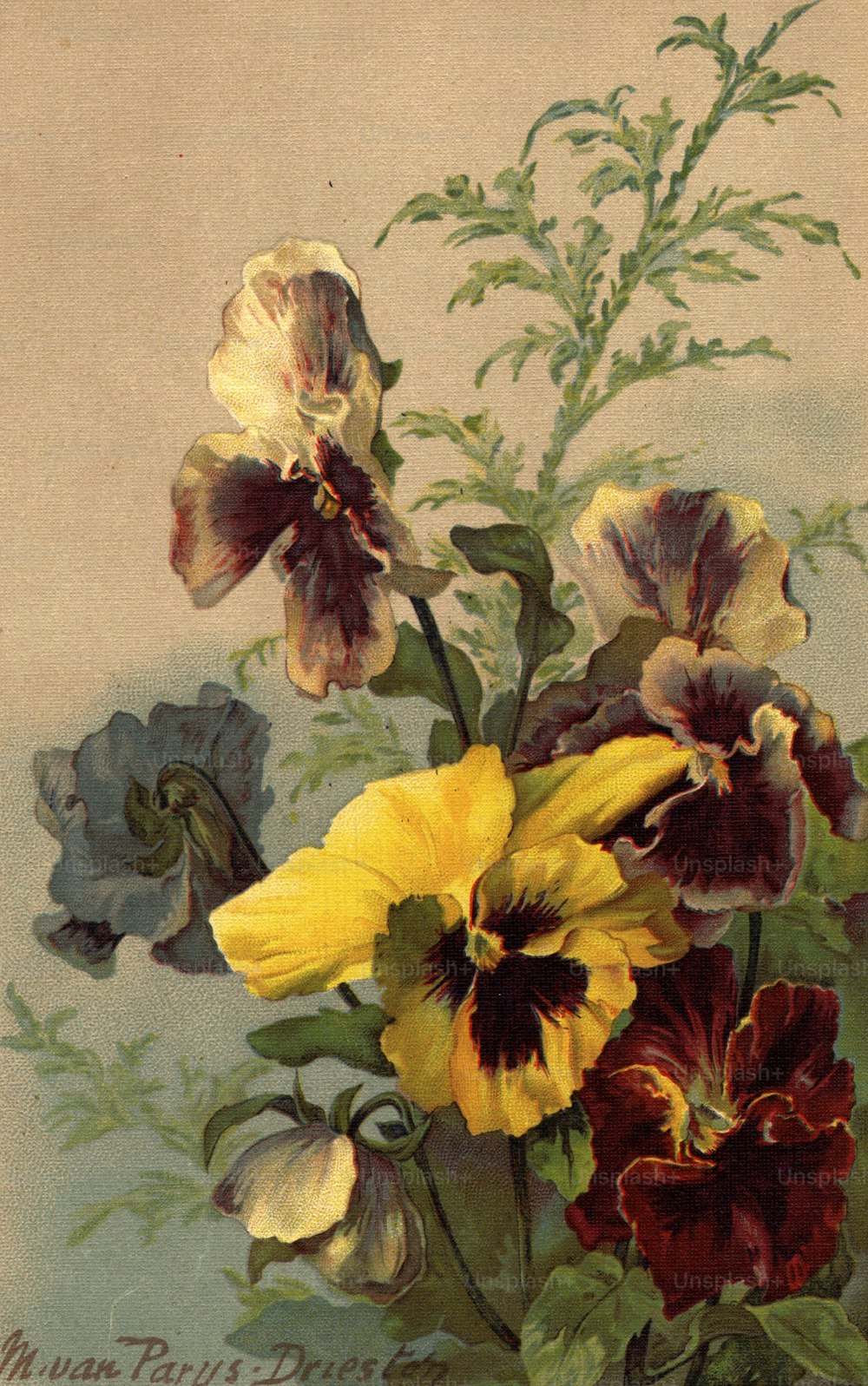 circa 1800:  A painting of pansies.  (Photo by Hulton Archive/Getty Images)