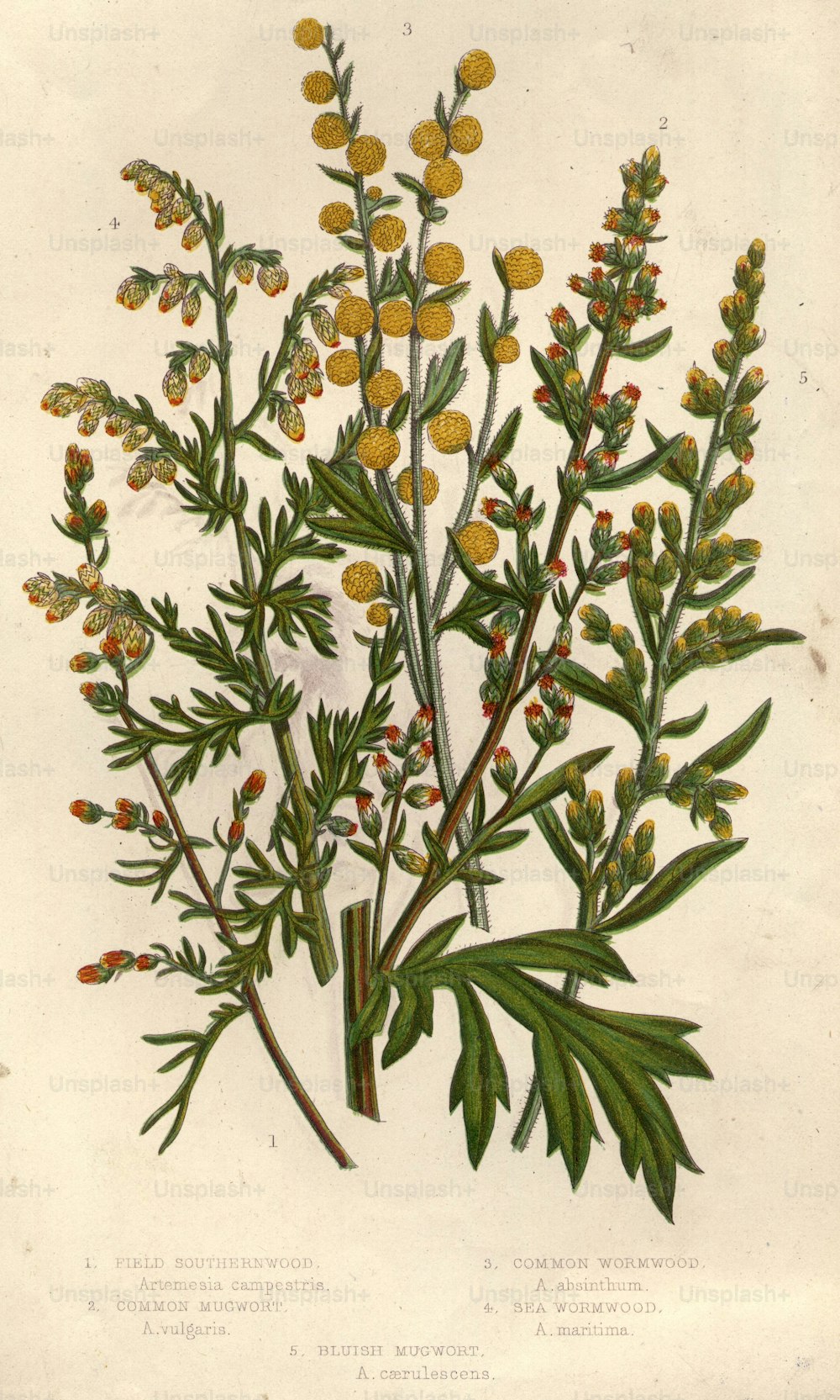 circa 1800:  Clockwise: field southernwood;  sea wormwood;  common wormwood;  common mugwort;  bluish mugwort.  (Photo by Hulton Archive/Getty Images)