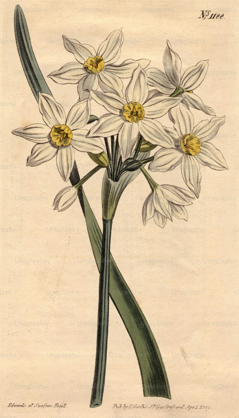 Hacia 1800: Narciso blanco.  Curtis' Botanical Magazine - pub. 1800 (Foto de Edward Gooch Collection/Getty Images)