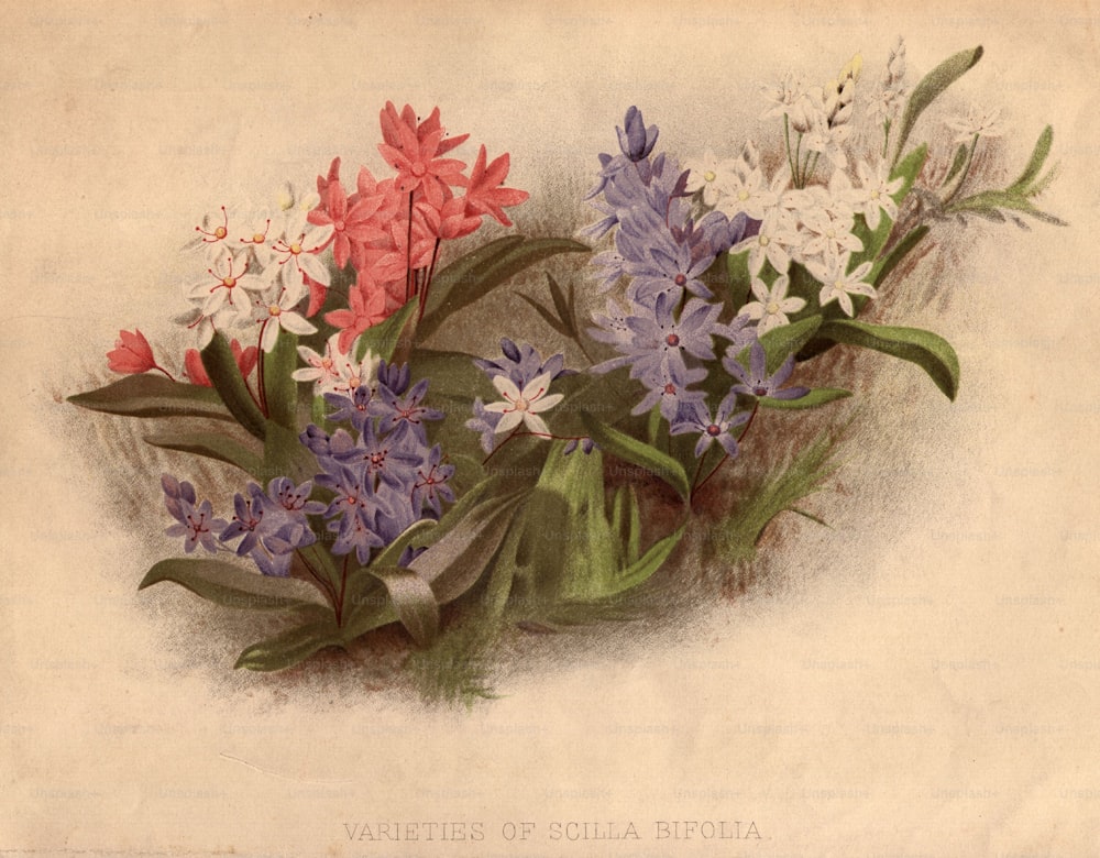 Circa 1800: Variedades de scilla bifolia rosa, blanca y azul.  (Foto de Edward Gooch Collection/Getty Images)