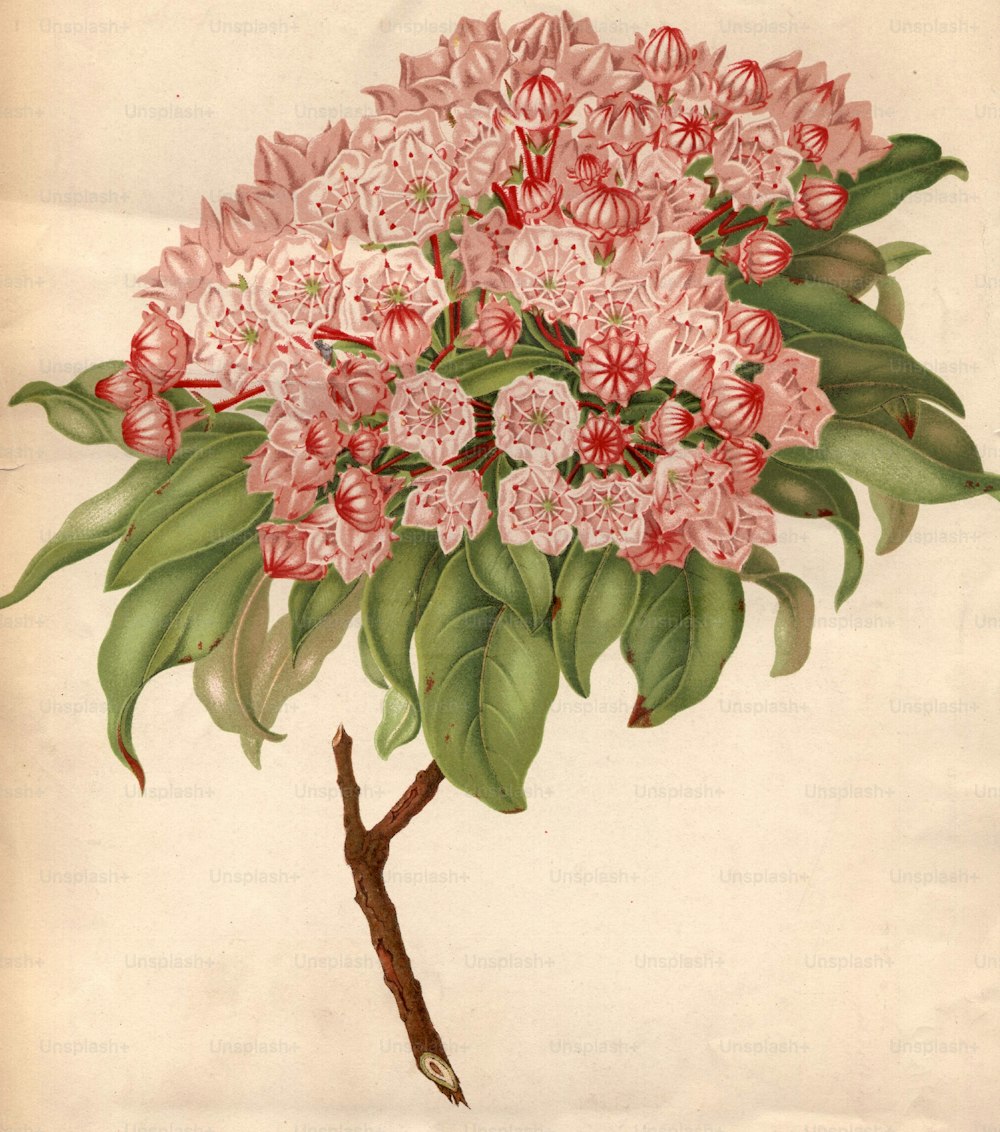 circa 1800:  The pink clusters of kalmia latifolia.  (Photo by Edward Gooch Collection/Getty Images)