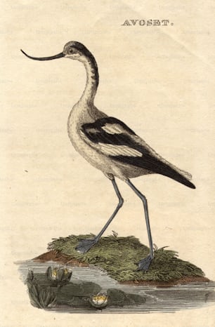 Hacia 1800: El Avoset, un ave zancuda con un pico curvo.  (Foto de Hulton Archive/Getty Images)
