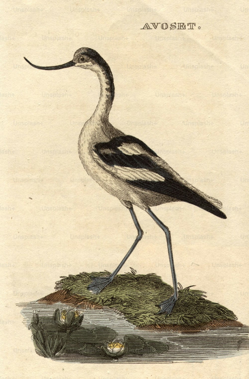 circa 1800:  The Avoset, a wading bird with a curved bill.  (Photo by Hulton Archive/Getty Images)
