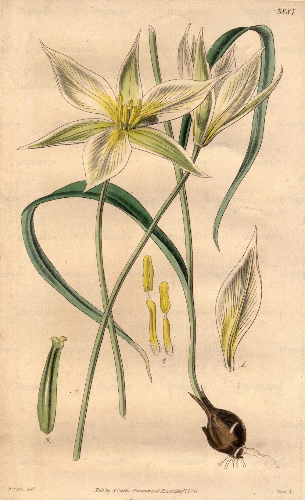 1 agosto 1841: Un delicato tulipano bianco.  Curtis' Botanical Magazine - pub. 1841 (Foto di Edward Gooch Collection/Getty Images)
