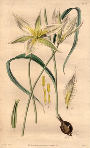 1st August 1841:  A delicate white tulip.  Curtis' Botanical Magazine - pub. 1841  (Photo by Edward Gooch Collection/Getty Images)