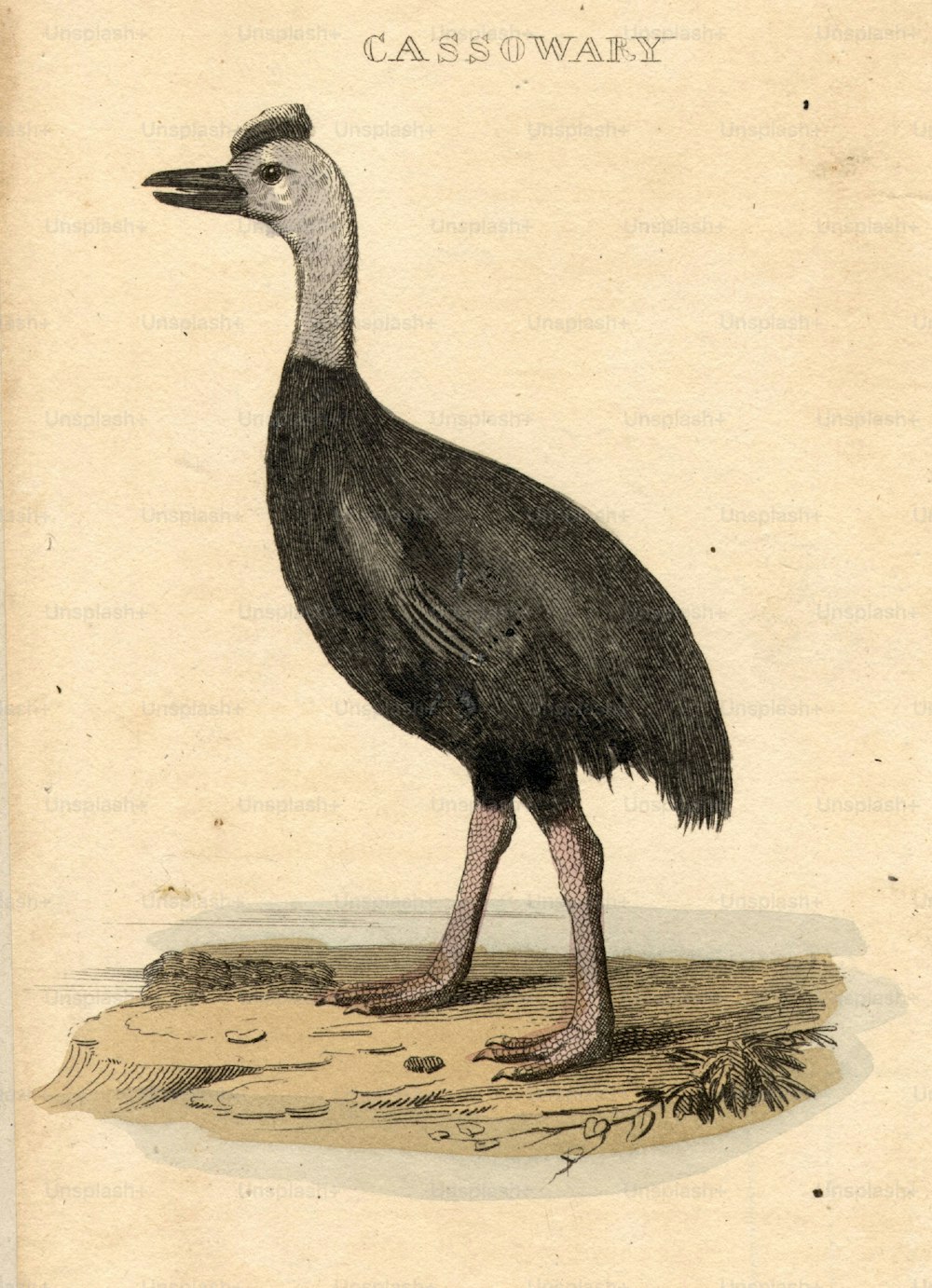Hacia 1800: El casuario, un tipo de ave no voladora emparentada con el emú.  (Foto de Hulton Archive/Getty Images)