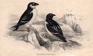 1800 circa: una coppia di piccoli Notch o Auks, uccelli marini dalle ali corte.  (Foto di Hulton Archive/Getty Images)