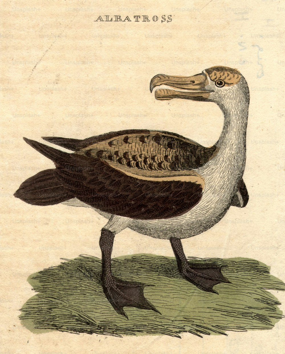 um 1800: Ein Albatros, ein großflügeliger Seevogel, der lange Flüge machen kann.  (Foto von Hulton Archive / Getty Images)