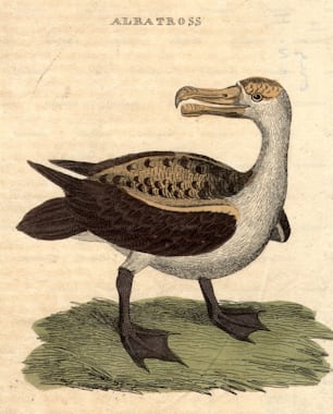 um 1800: Ein Albatros, ein großflügeliger Seevogel, der lange Flüge machen kann.  (Foto von Hulton Archive / Getty Images)