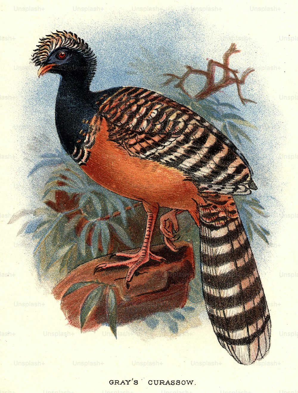 por volta de 1800: mutum-de-cinza, uma grande ave peruana da América do Sul.  (Foto: Hulton Archive/Getty Images)