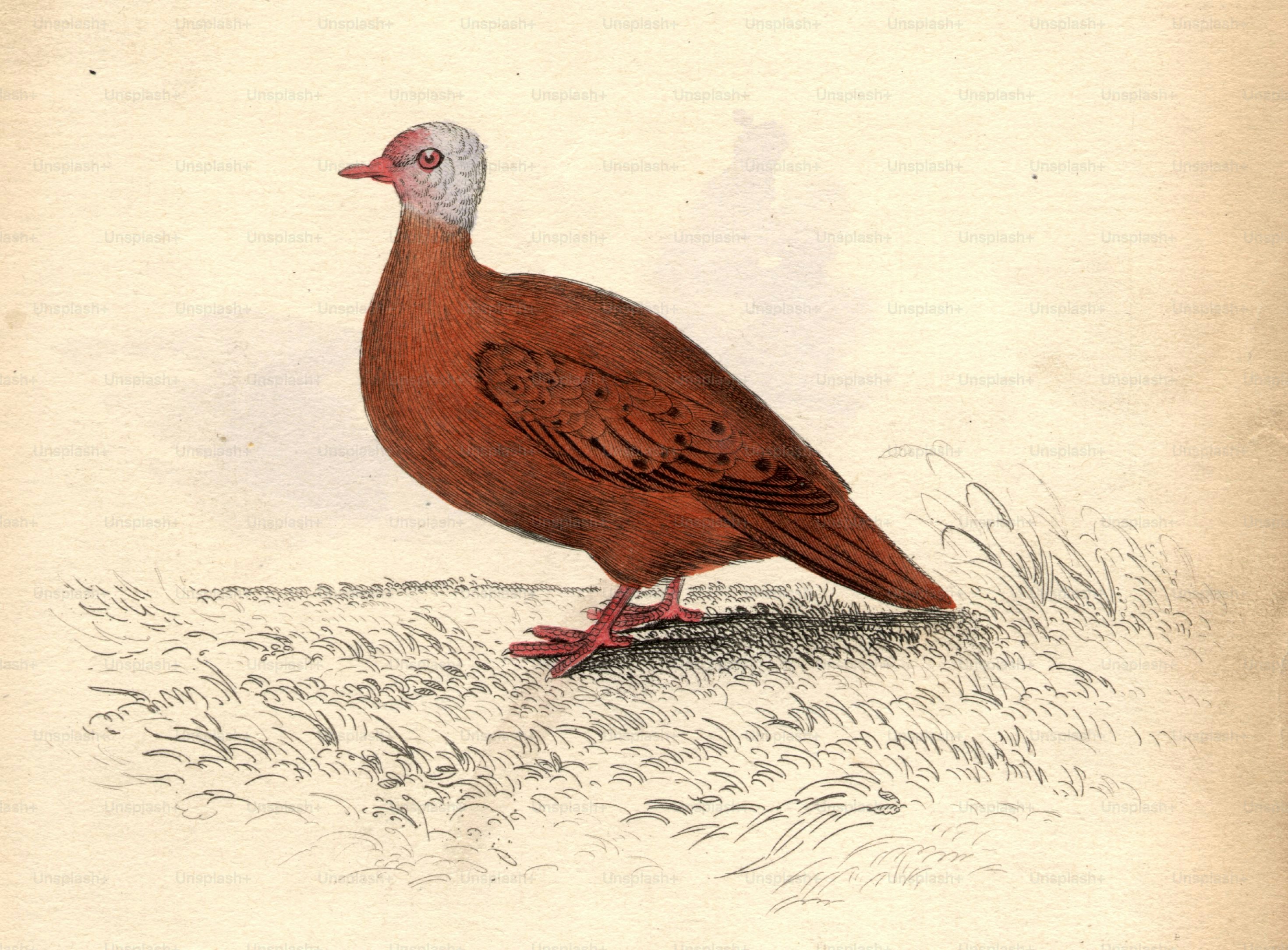 circa 1800:  A dove of the Chaemepelia Talpicoti family.  (Photo by Hulton Archive/Getty Images)