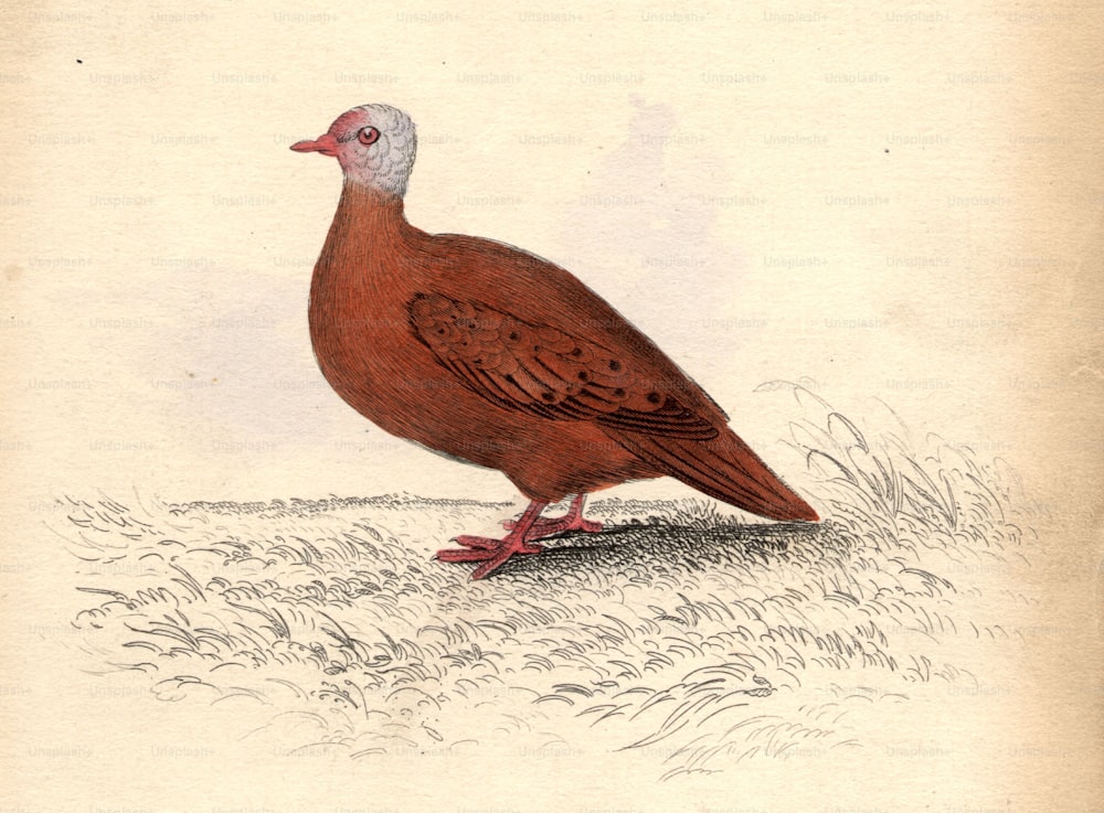 um 1800: Eine Taube der Familie Chaemepelia Talpicoti.  (Foto von Hulton Archive / Getty Images)