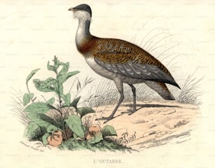 vers 1900 : L’Outarde canepetière, un oiseau du genre Otis, classé avec les grues.  (Photo de Hulton Archive/Getty Images)