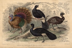 vers 1830 : oiseaux américains de la famille des dindons, dans le sens des aiguilles d’une montre ; le dindon sauvage d’Amérique, le curassow galé, le curassow rouge, le curassow à crête.  (Photo de Hulton Archive/Getty Images)