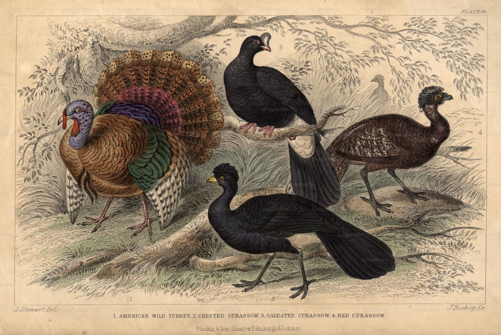 circa 1830:  American birds of the Turkey family, clockwise; the American Wild Turkey, Galeated Curassow, Red Curassow, Crested Curassow.  (Photo by Hulton Archive/Getty Images)